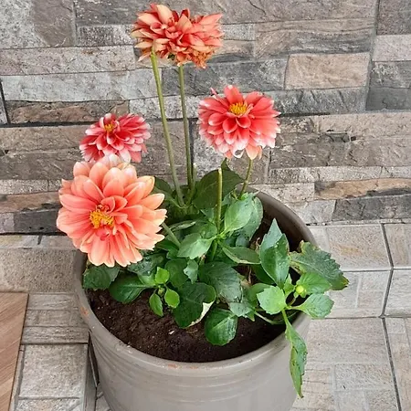 度假居 Cosmitsa House *
