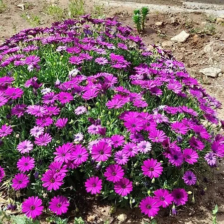 Cosmitsa House Ferienhaus *